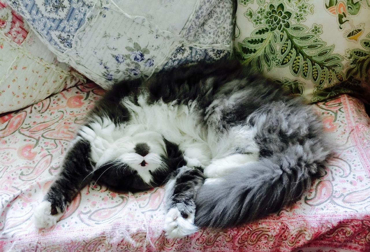 Mt Fuji Cat&Dog&Spa Pension Blue Poppy Fujikawaguchiko Ngoại thất bức ảnh